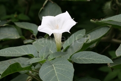Datura metel